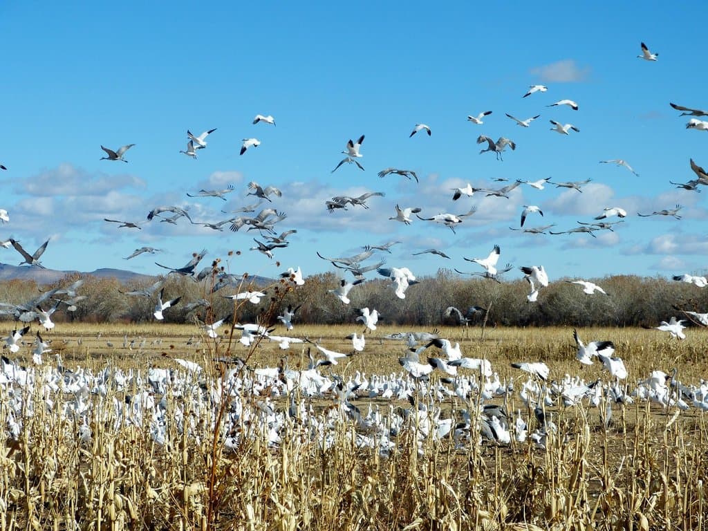 Sand Hill Cranes & Snow Geese