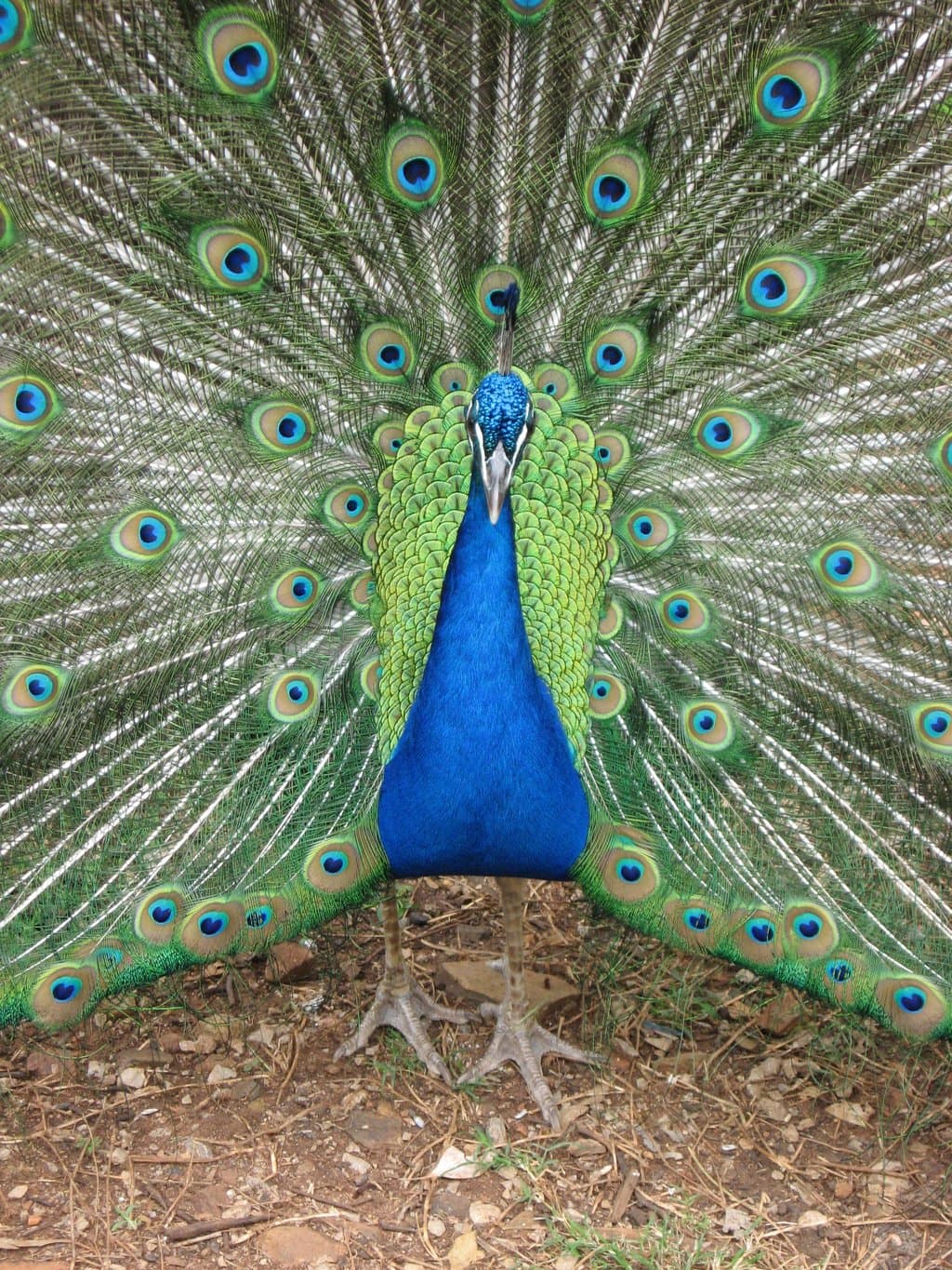 'Andrew'   Peacock