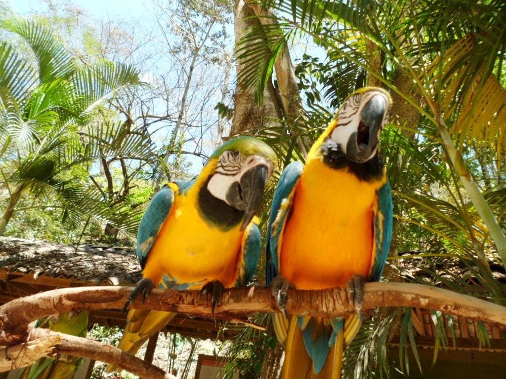 Blue & Yellow Macaws