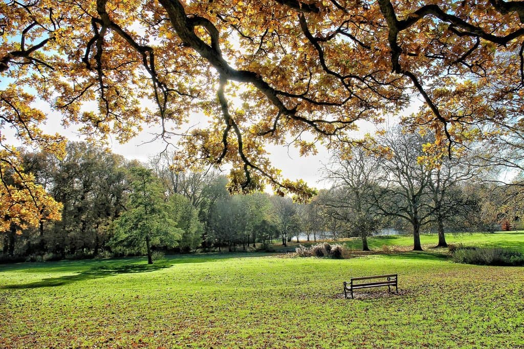 Abington park autumn