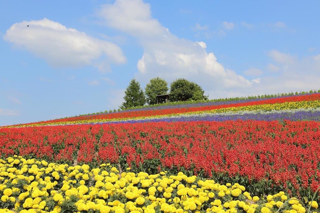 Kanno Farm