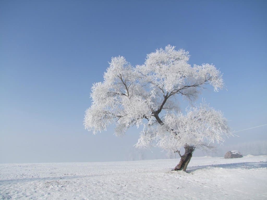The famous crooked tree