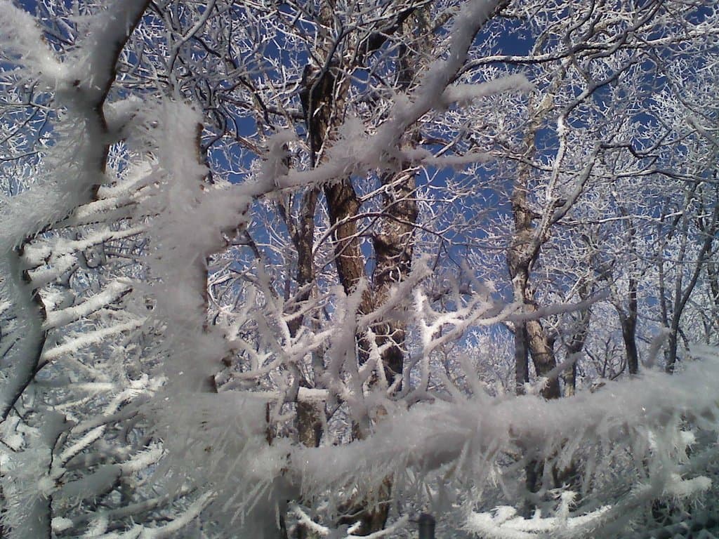 Trees at top
