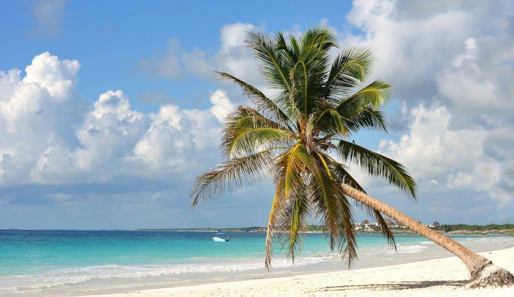 Nuestra famosa palmera!