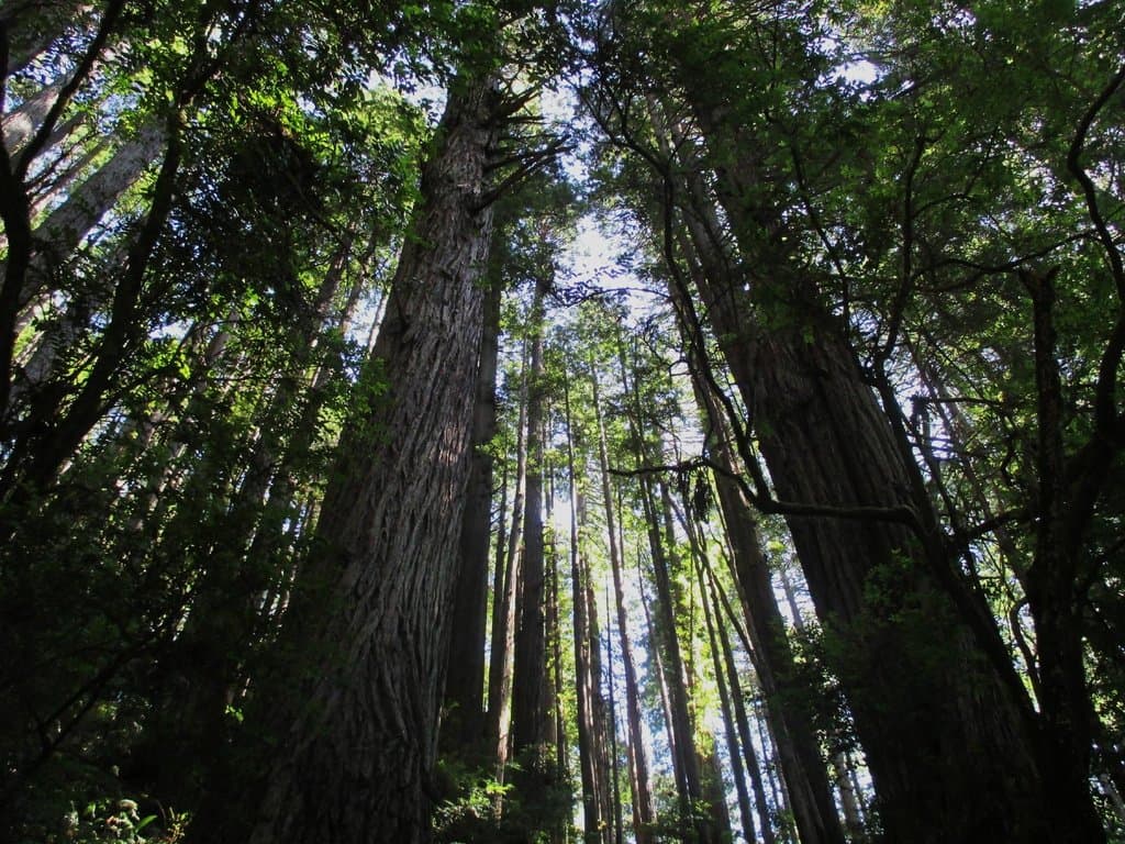 Trees of Mystery