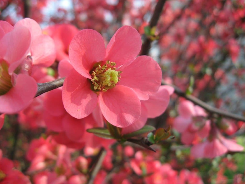 primavera 2014
