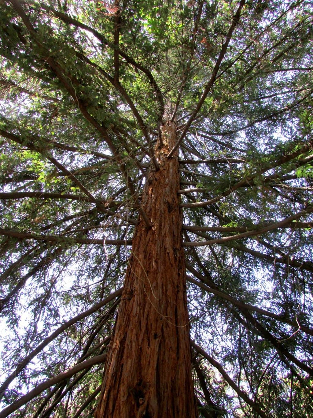 A Sequoia reaching up to the sky.