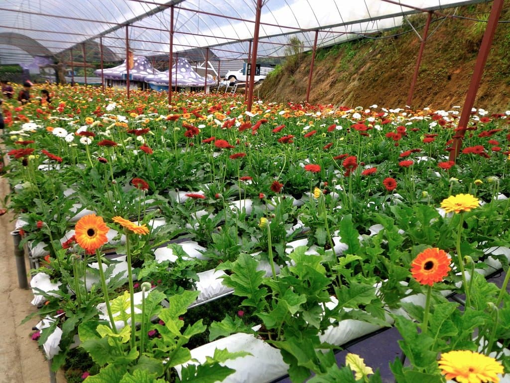 Daisies
