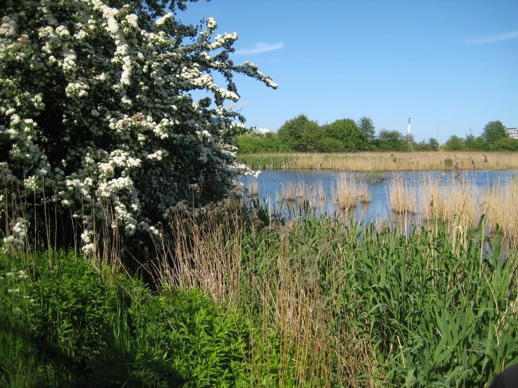 Amager Fælled - Grønjordssøen