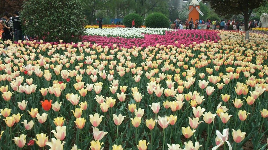 Tulip1