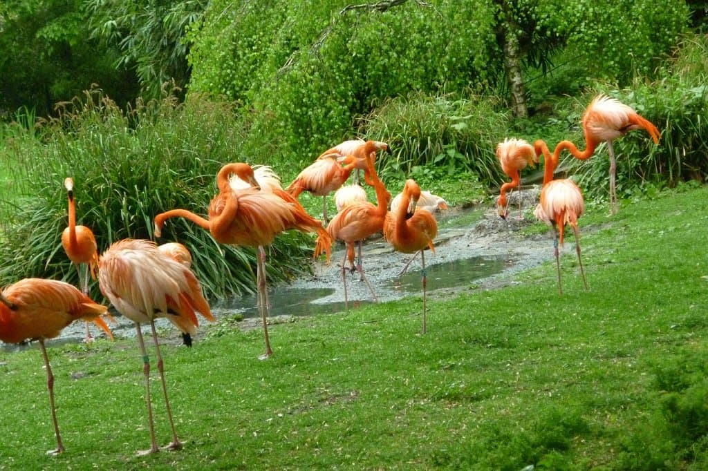 colonie de flamants