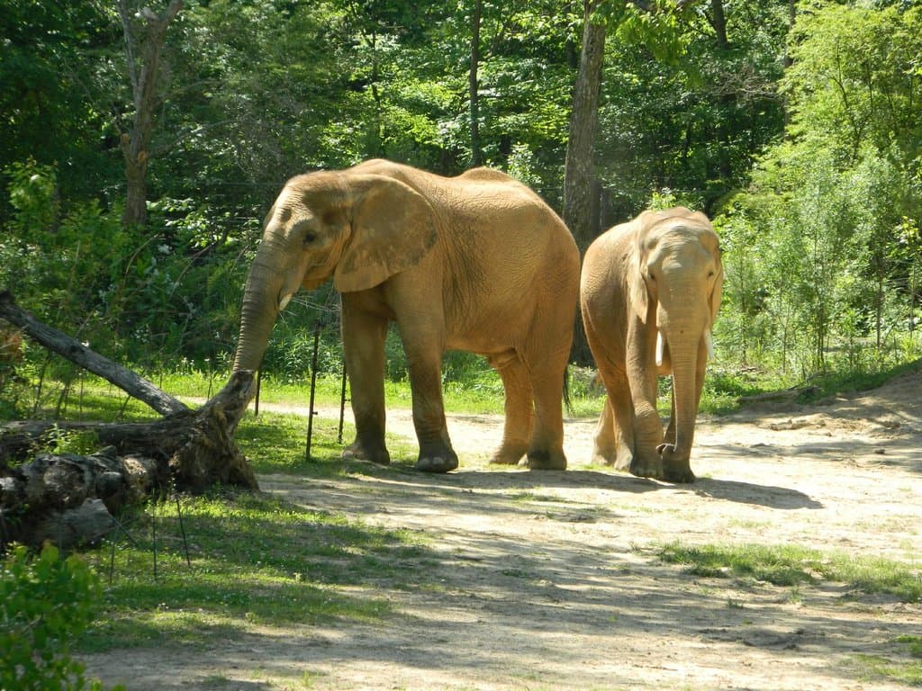Elephants