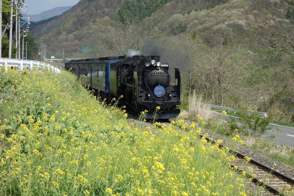 菜の花の斜面
