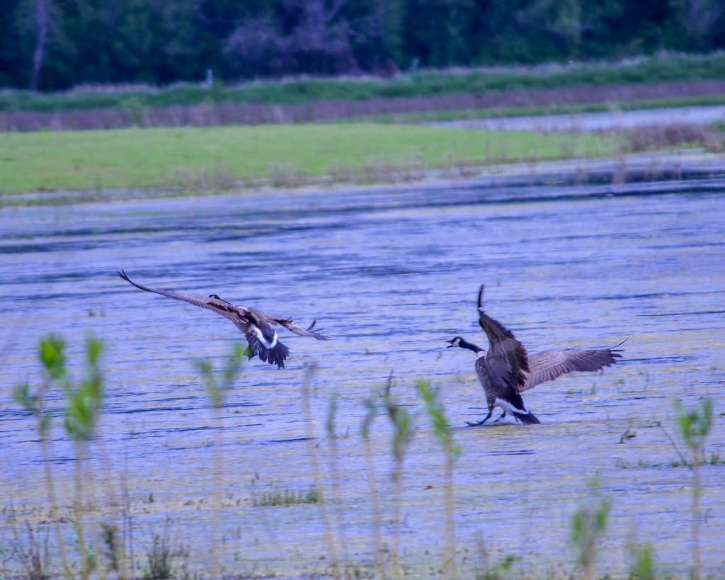 Landing