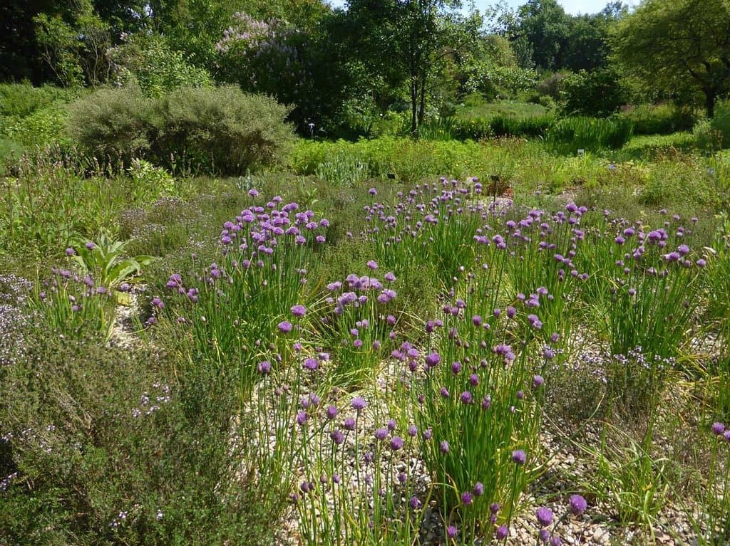 Trockenstandort mit Zwiebeln