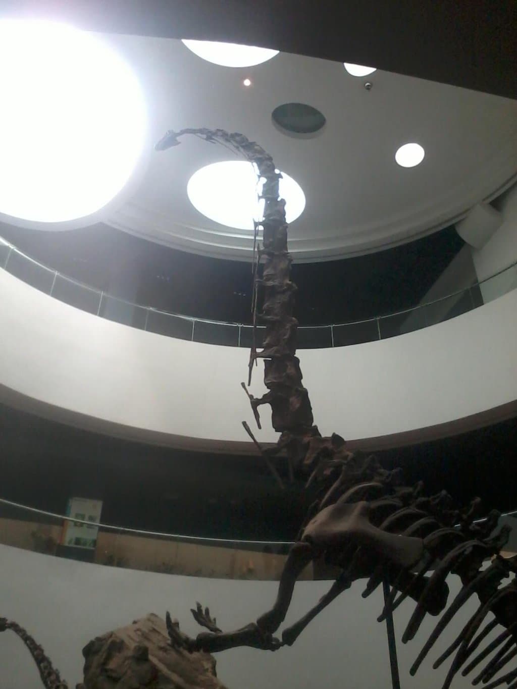 โครงกระดูกไดโนเสาร์จำลอง