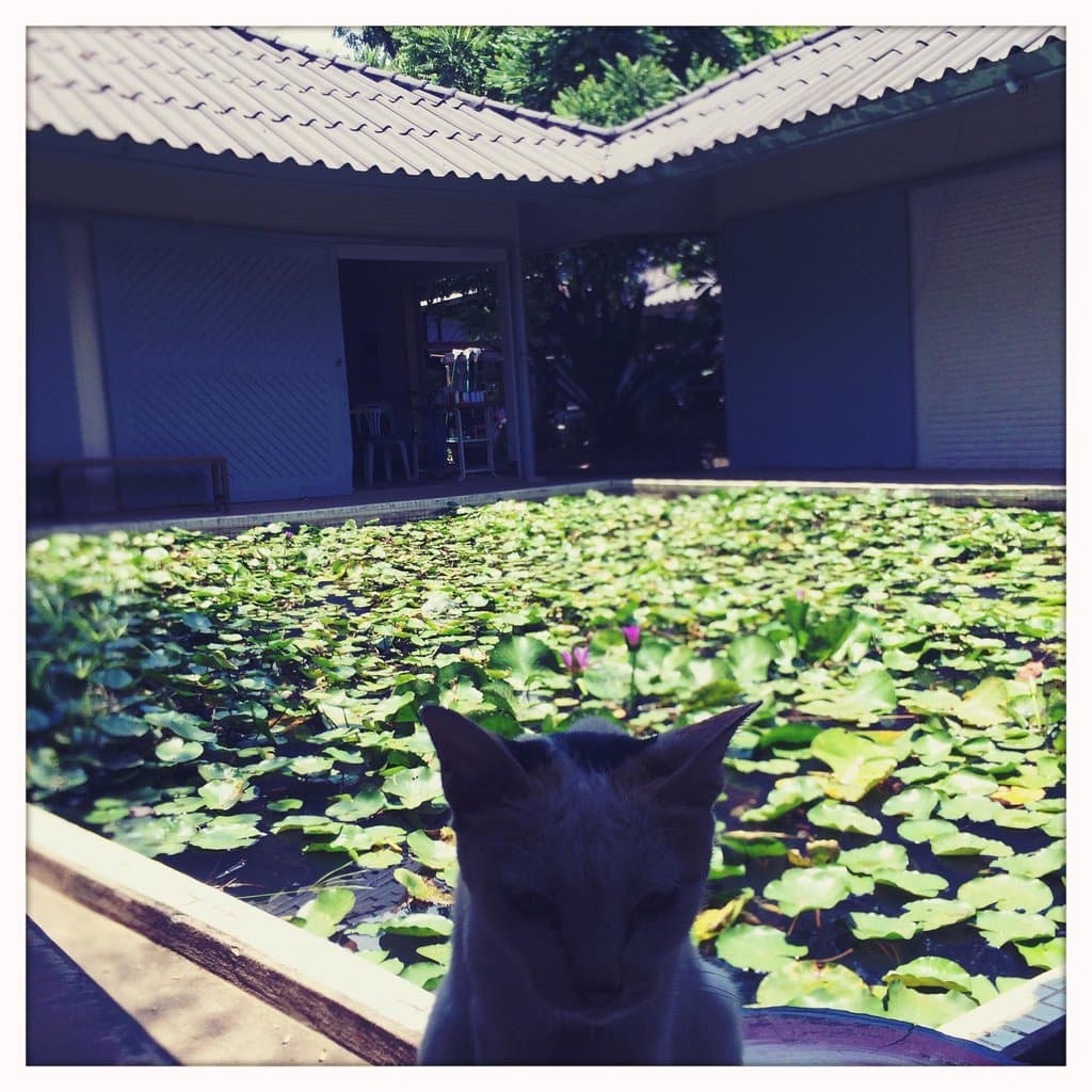 lotus pond