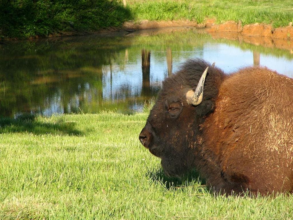 Bison at Elk & Bison Prairie