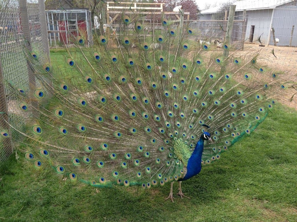 Peacock