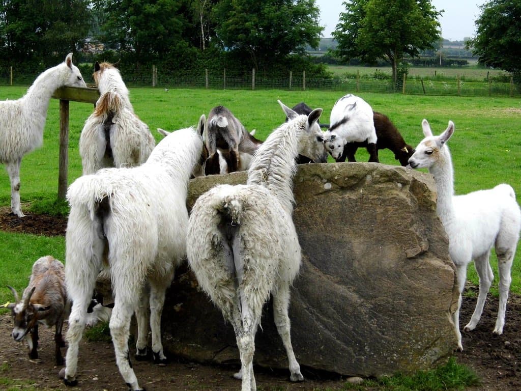 White Post Farm