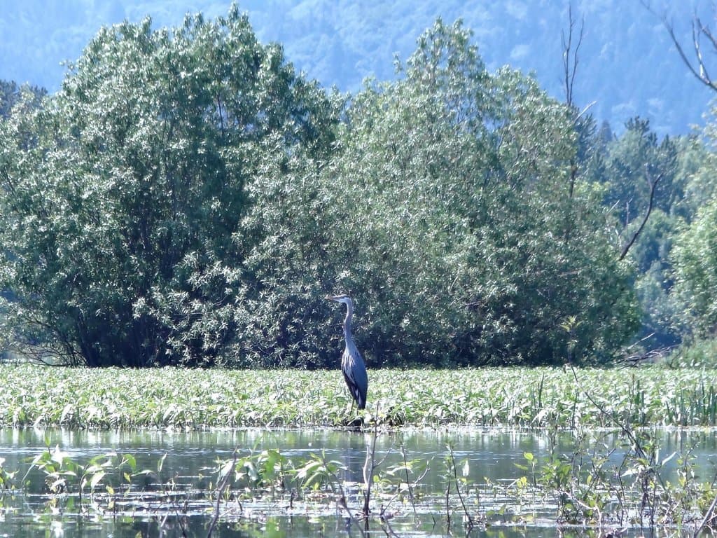 Great Blue Heron