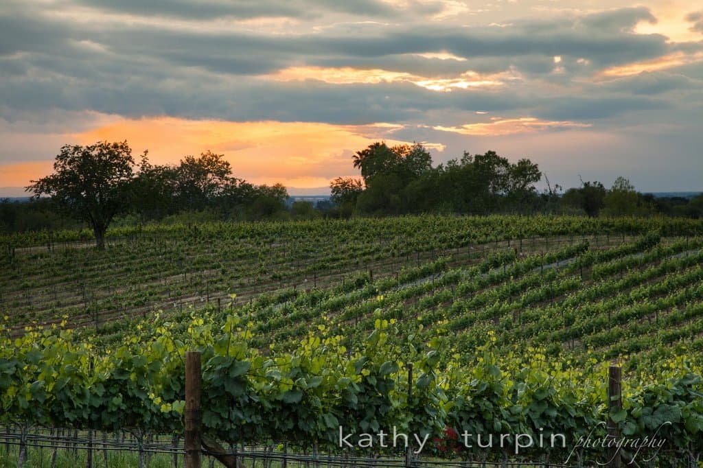 Our vineyards