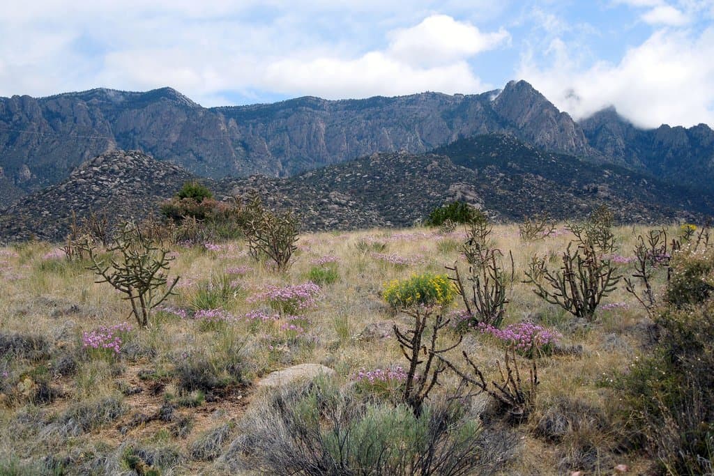 Look carefully & you'll see the tramline