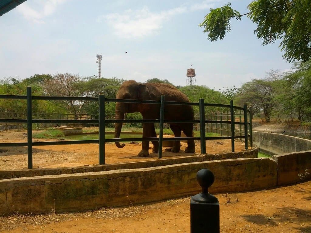 Elefante