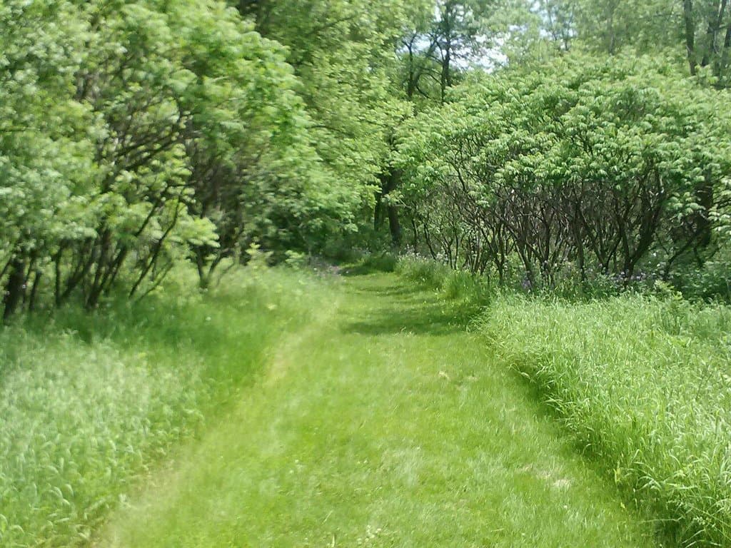 Walking from grassland into forested area. Looked like a scene from a storybook.