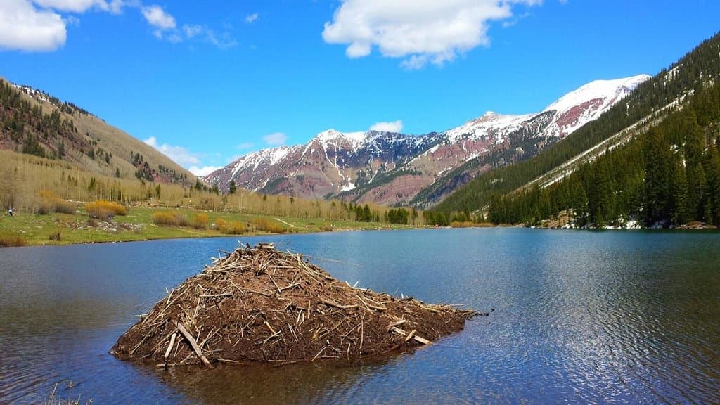 Beaver Lodge