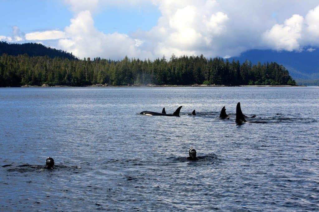 Where else can you snorkel with Orcas?