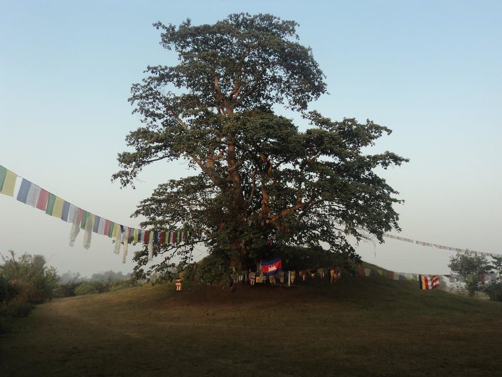 Pipal tree growing on the remaining heap of Ramgram Stupa