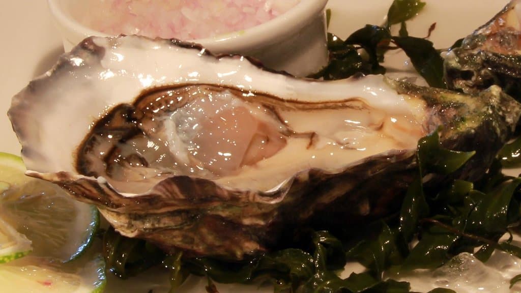 Oysters