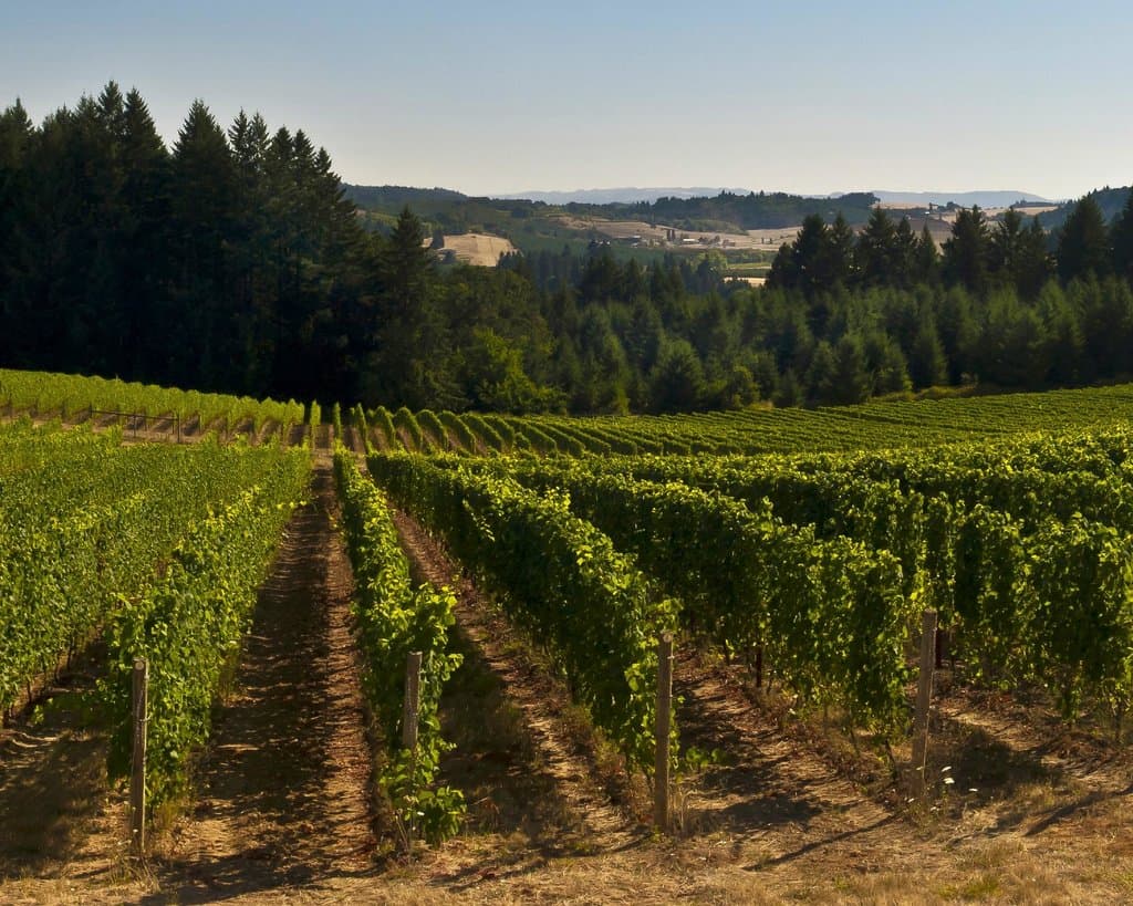 Utopia Estate Vineyard