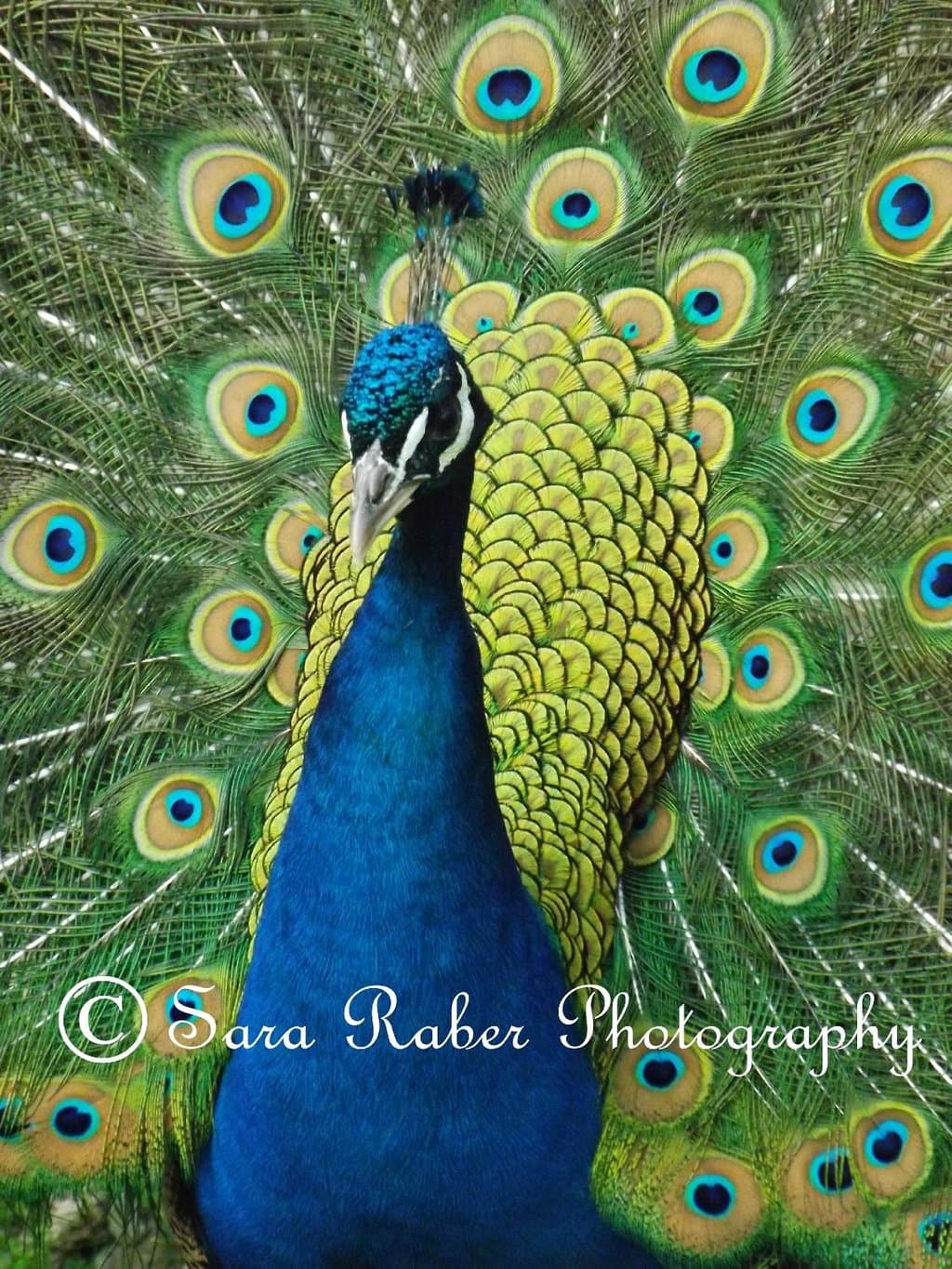 Male Peacock with feathers out