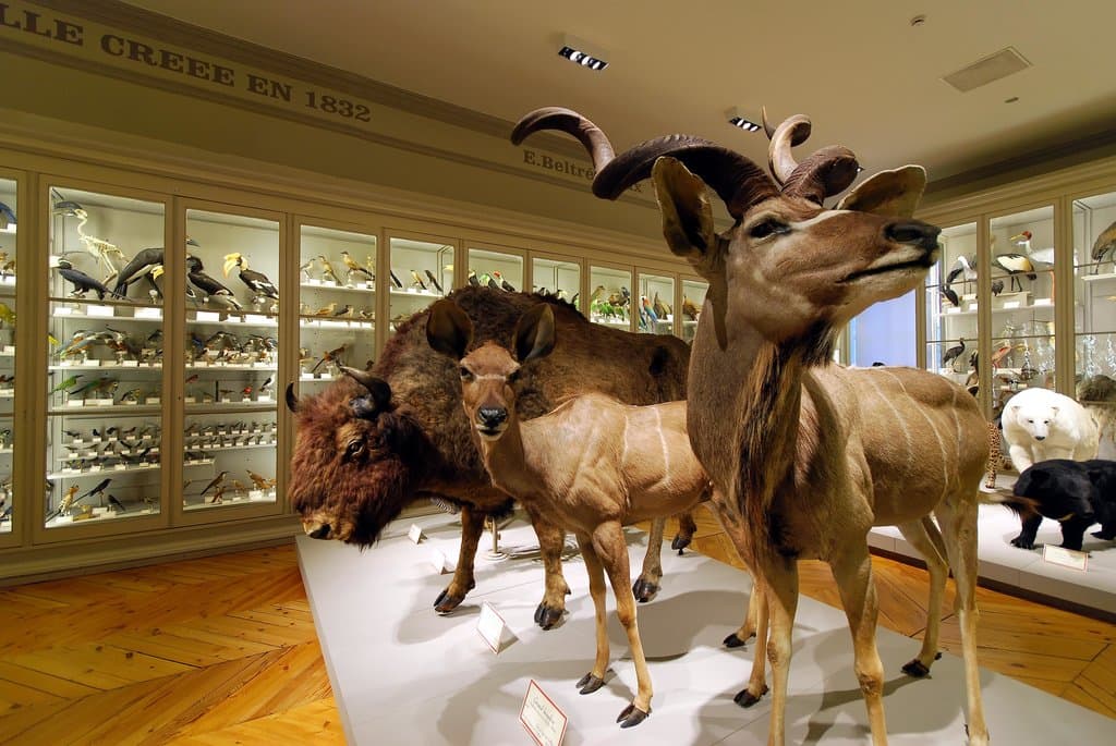 Muséum d'Histoire Naturelle