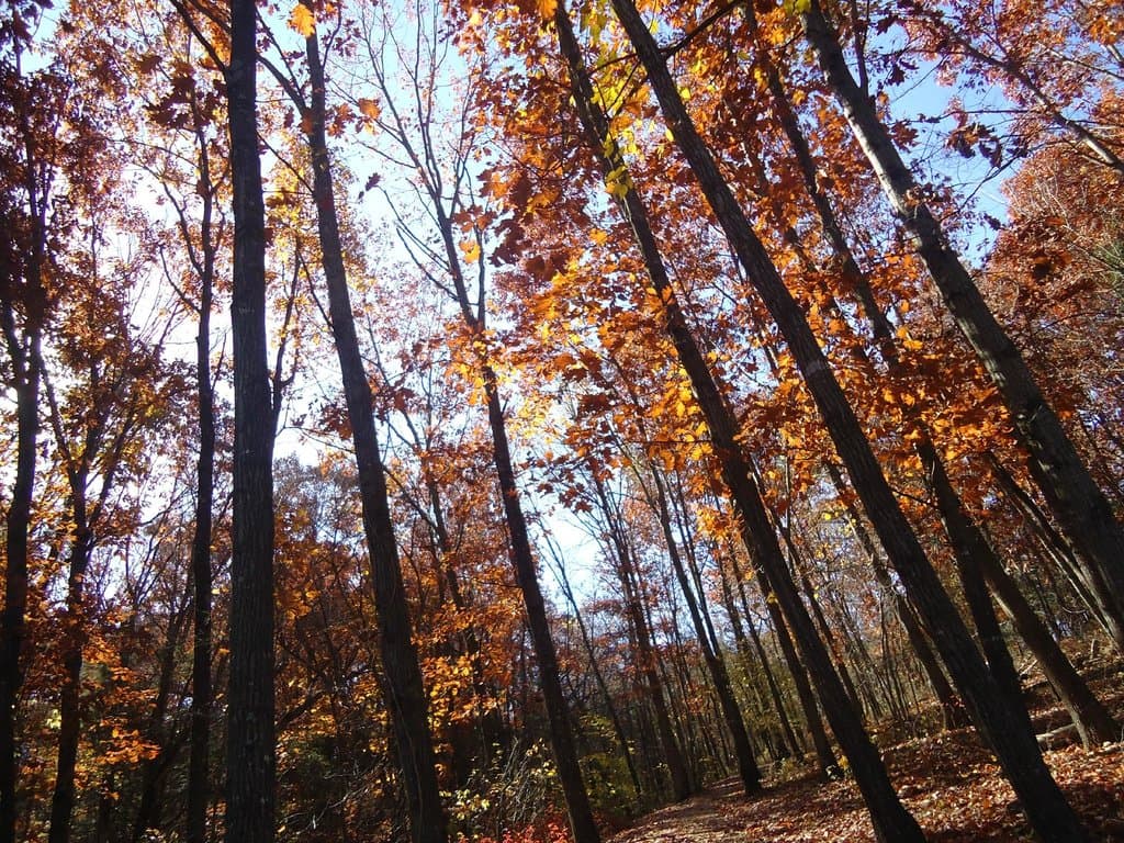 fall foliage