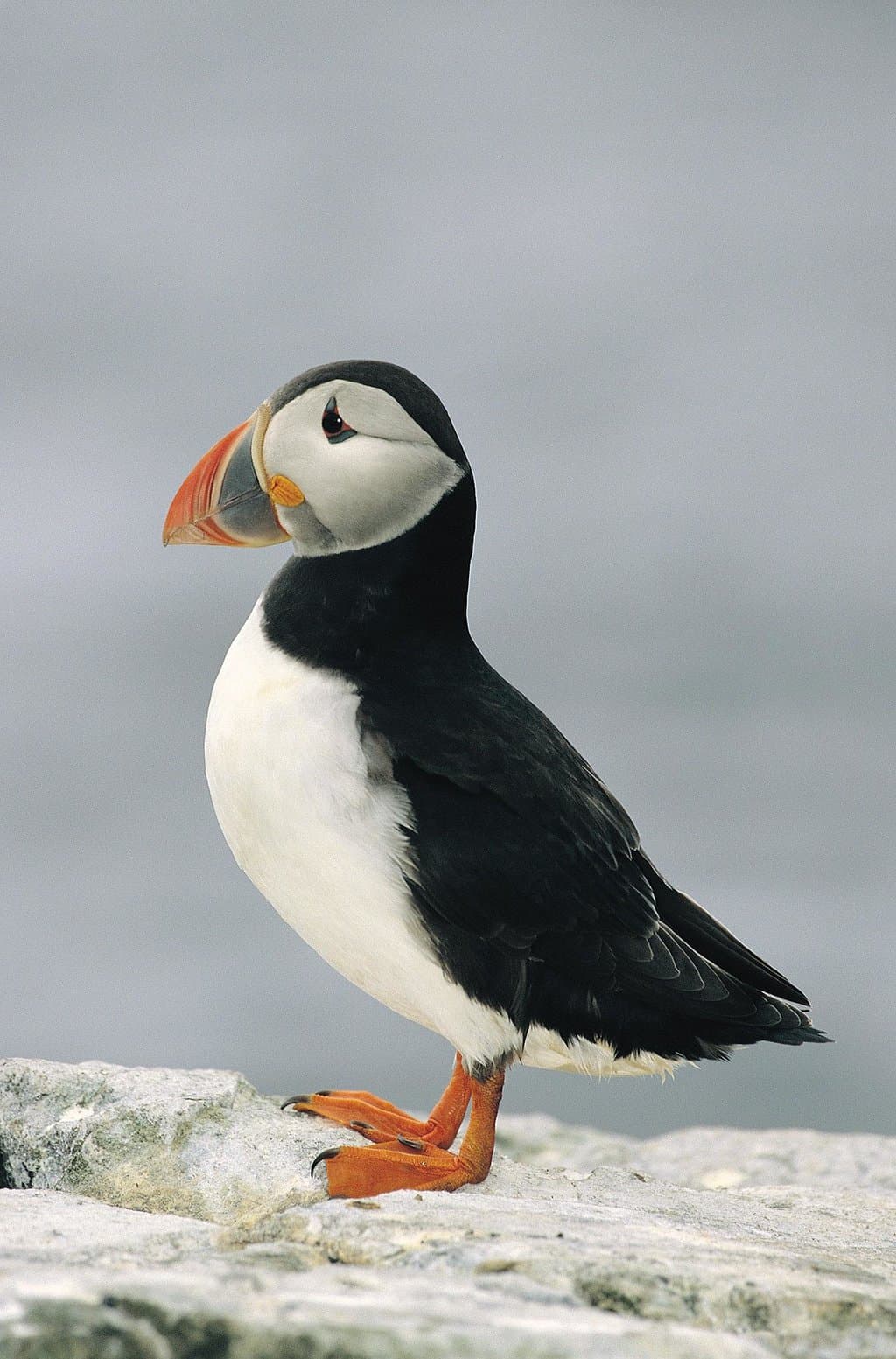 getlstd_property_photo