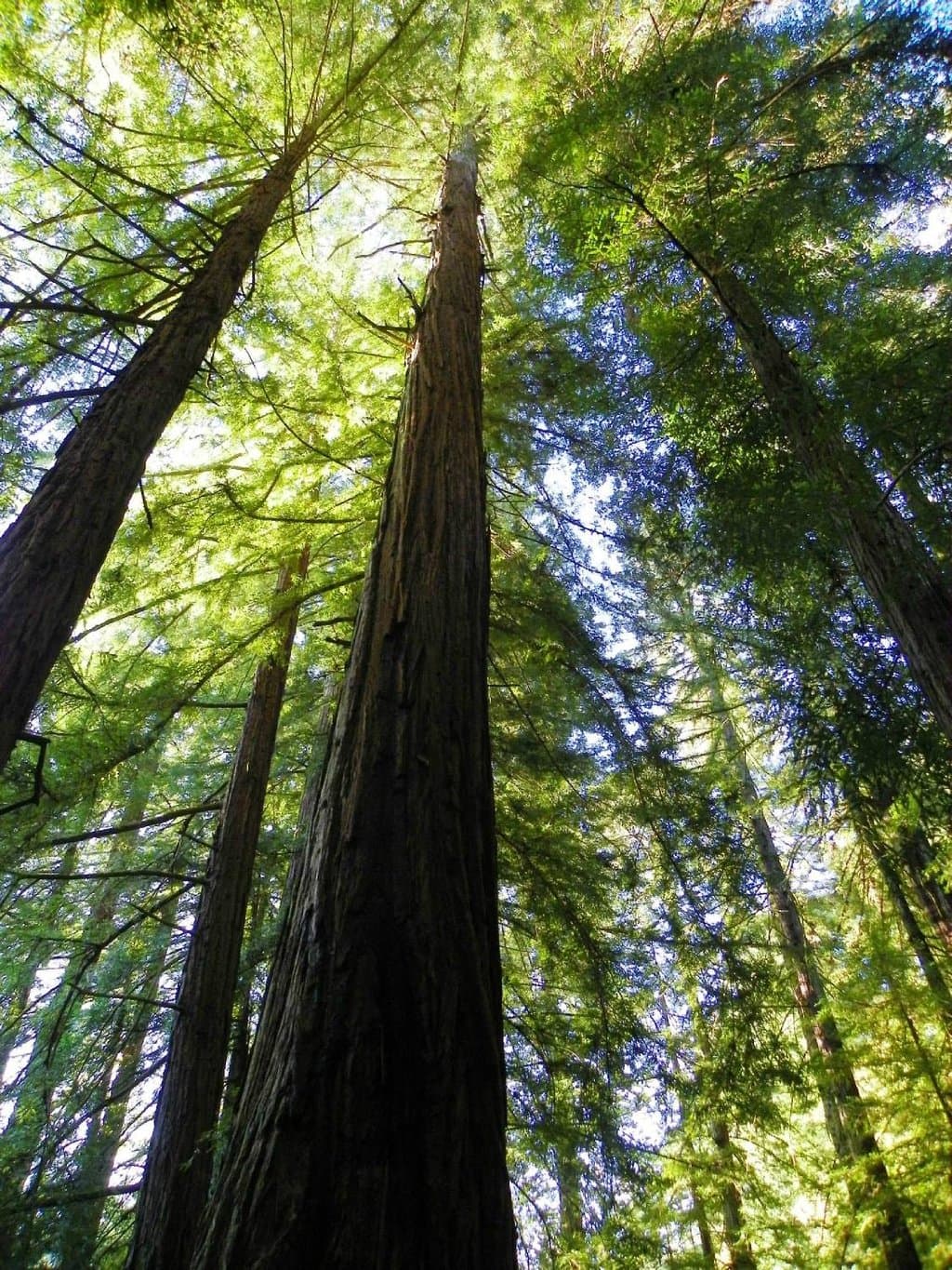 Samuel P. Taylor State Park