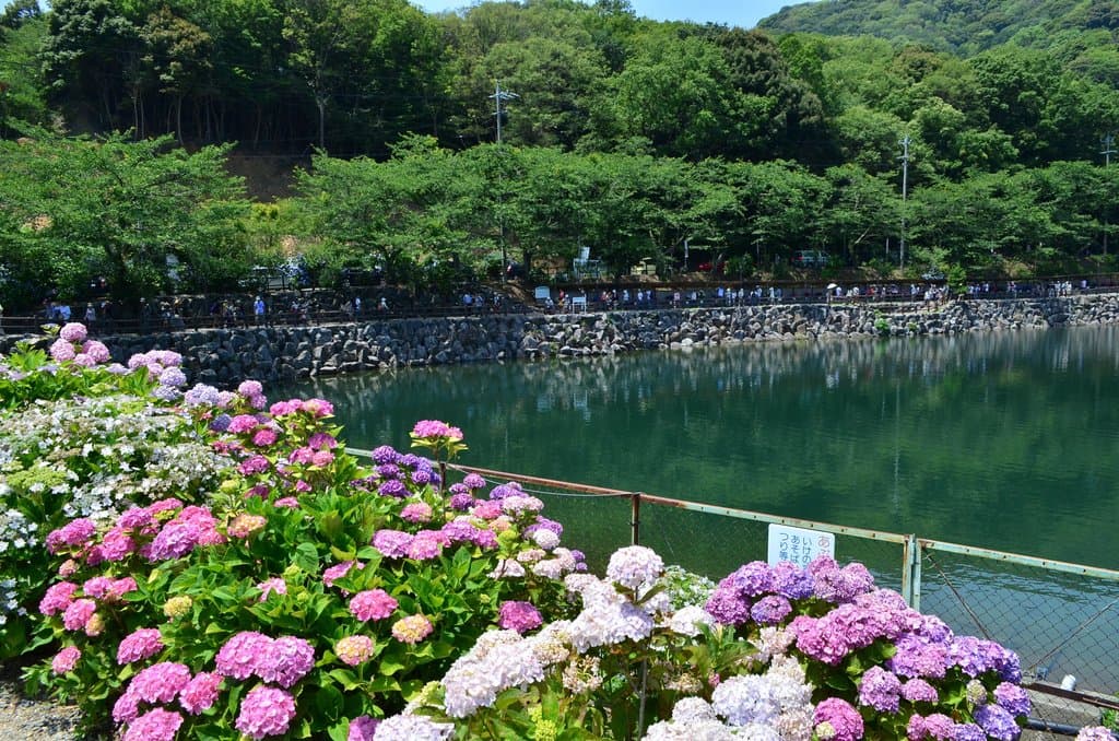 あじさいの里