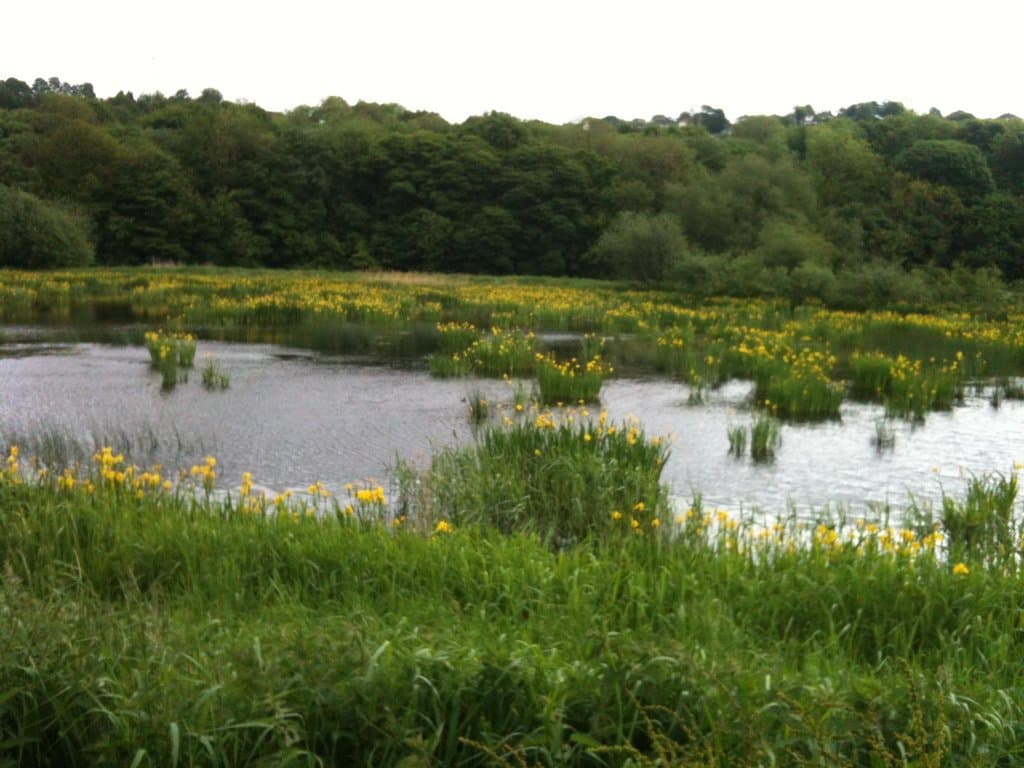 Yellow flag Iris's in Springtime