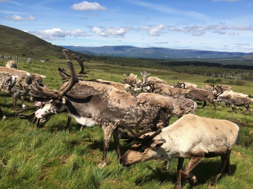Cairngorm Reindeer Centre