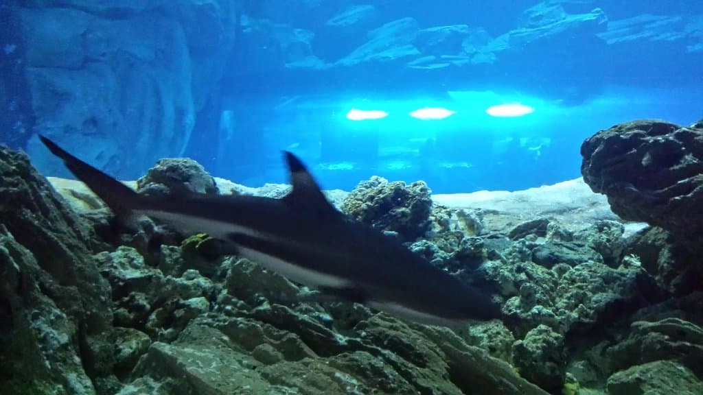 Aquarium Trocadéro