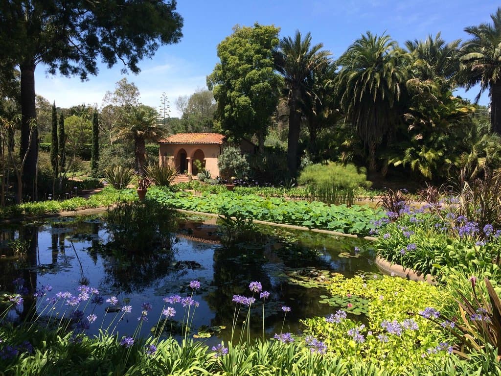 Before the lotuses bloom