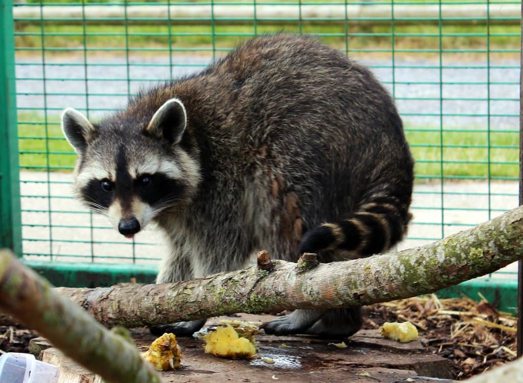George the Raccoon