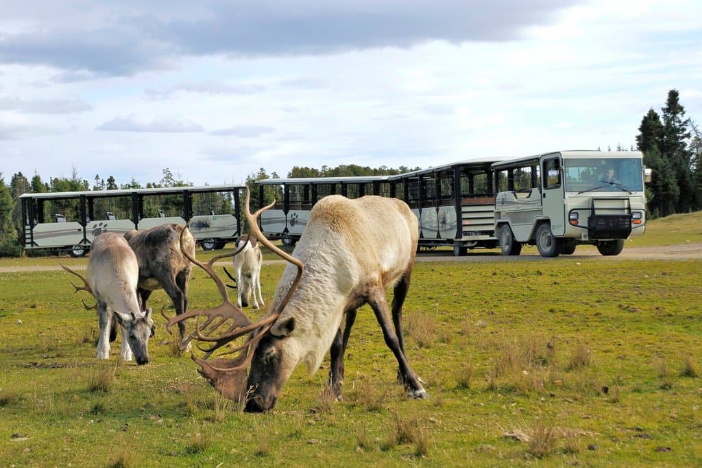 Le train dans le Parc des sentiers de la nature