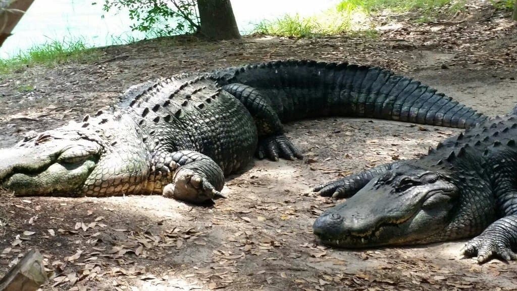 American alligators (males)