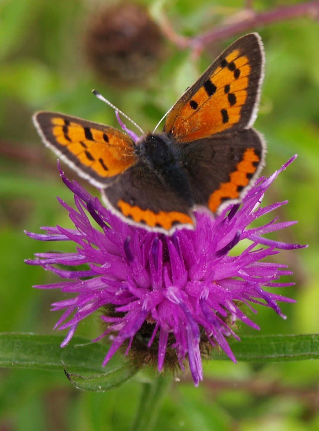 Small copper butterfly