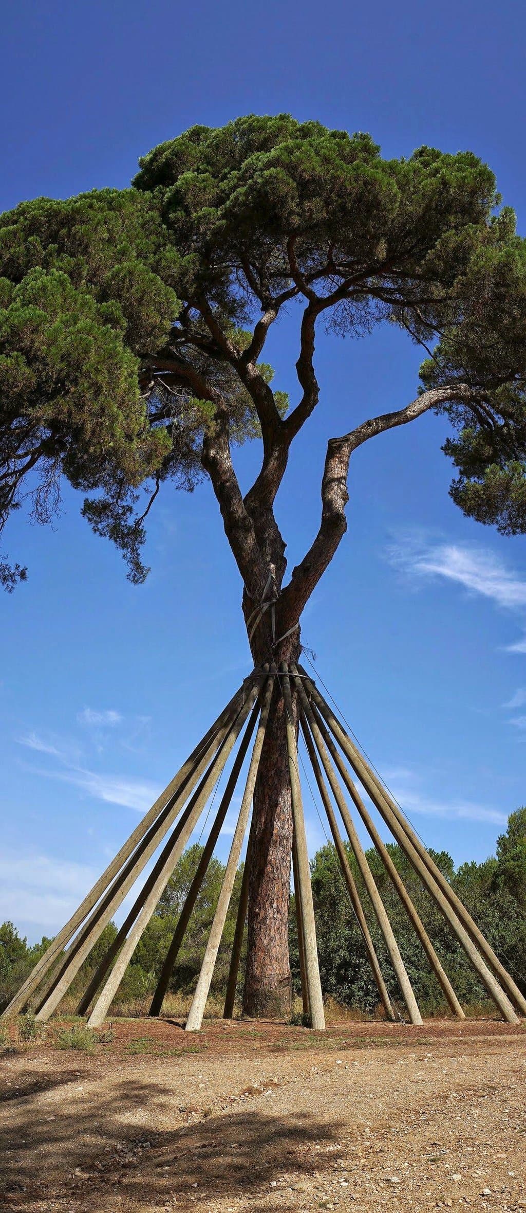 Pi d'en Xandri