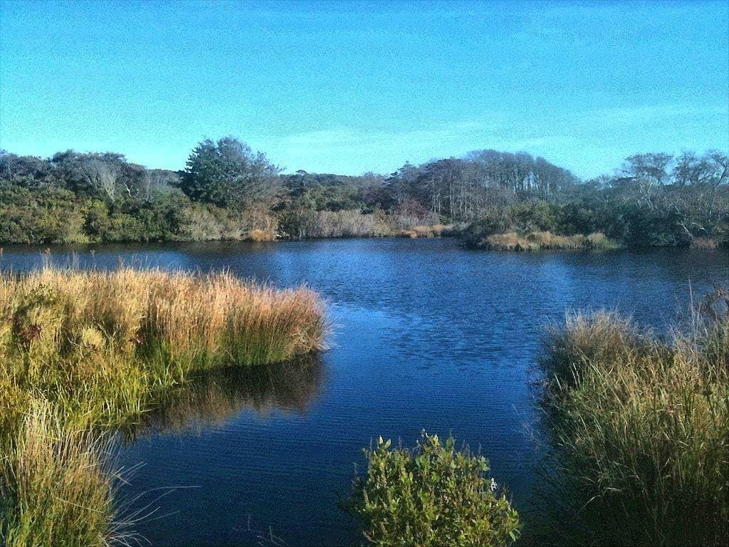 Windswept Cranberry Bog